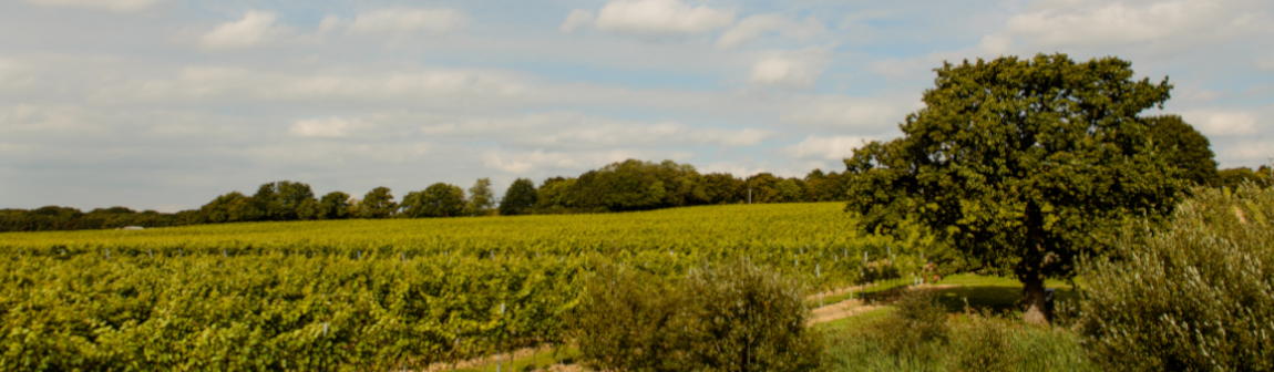 Banner Gusbourne